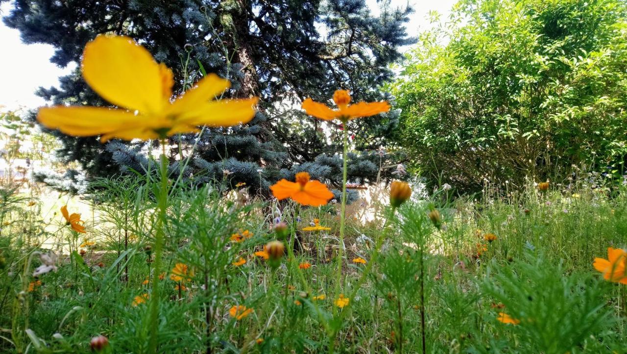 לינה וארוחת בוקר אלבי Fleurs De Cosmos מראה חיצוני תמונה